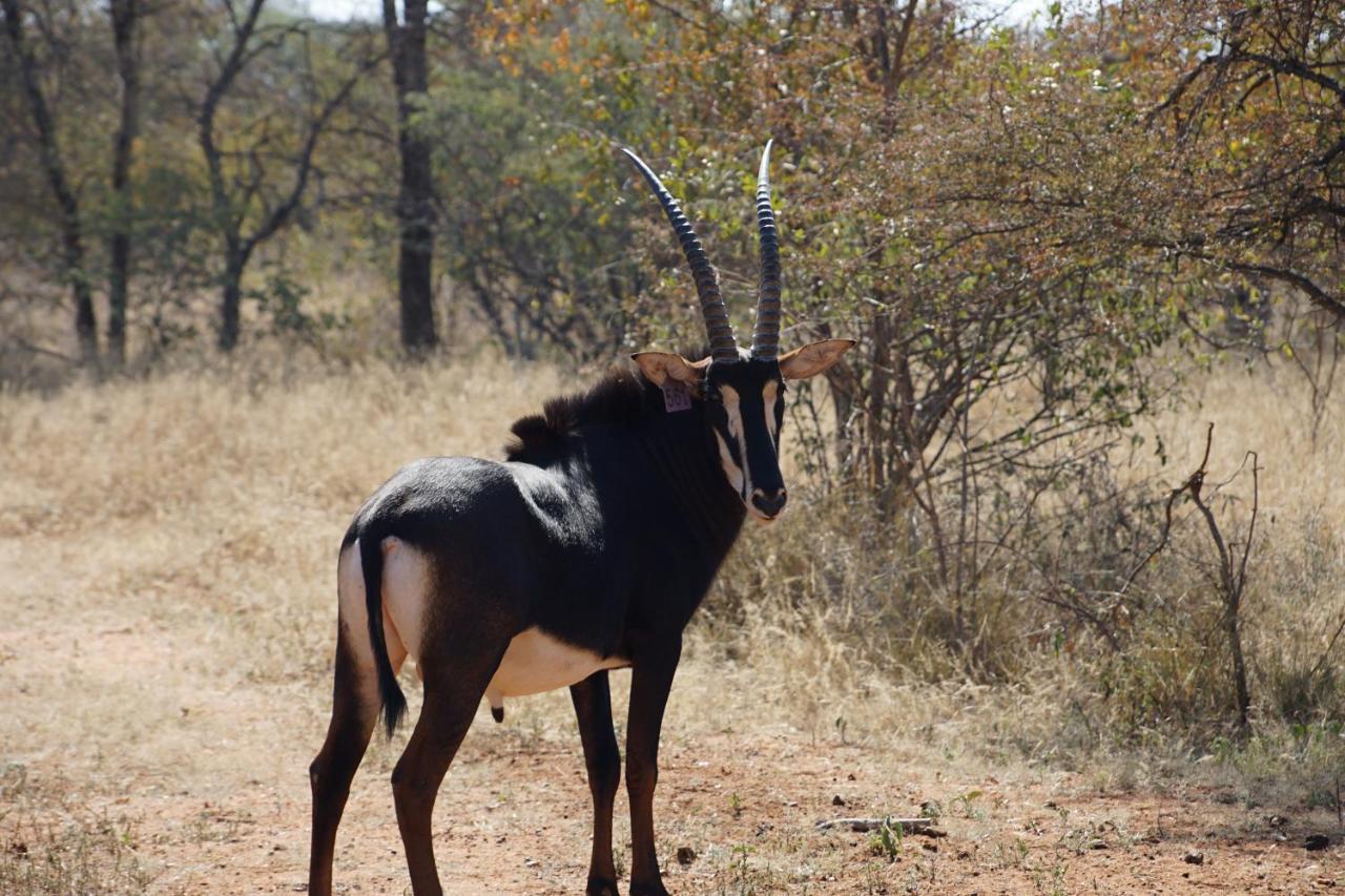 Kwele Game Lodge Beauty Exteriér fotografie