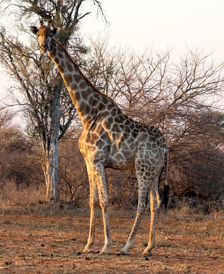 Kwele Game Lodge Beauty Exteriér fotografie