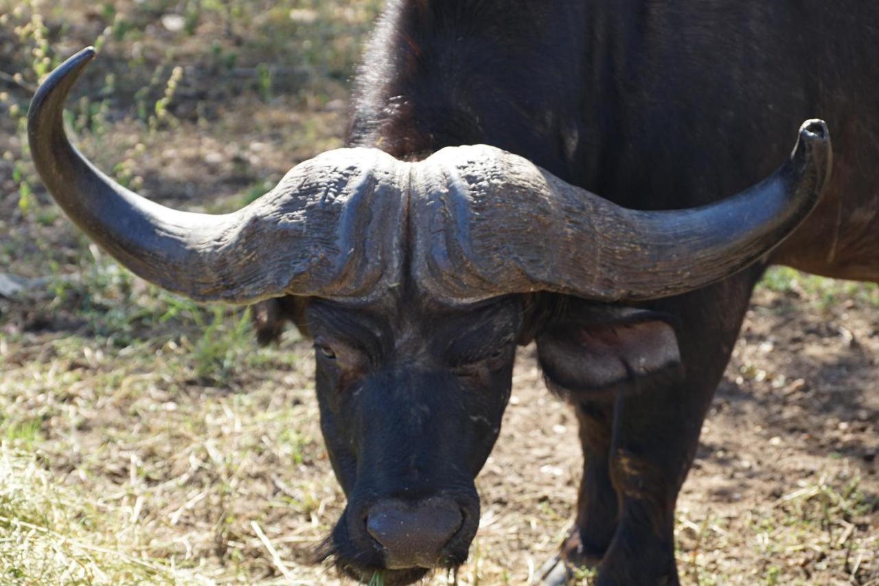 Kwele Game Lodge Beauty Exteriér fotografie